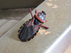 Brontostoma colossus