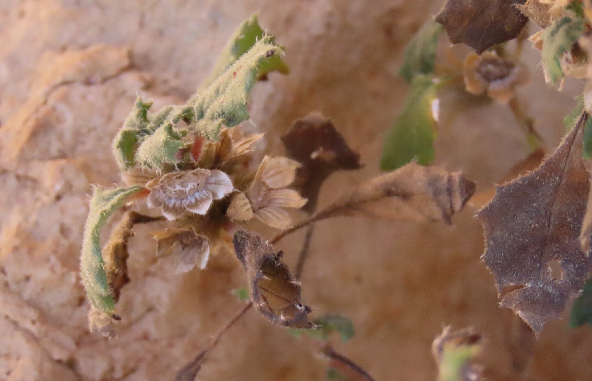 Namib Nettle (Forsskaolea candida)