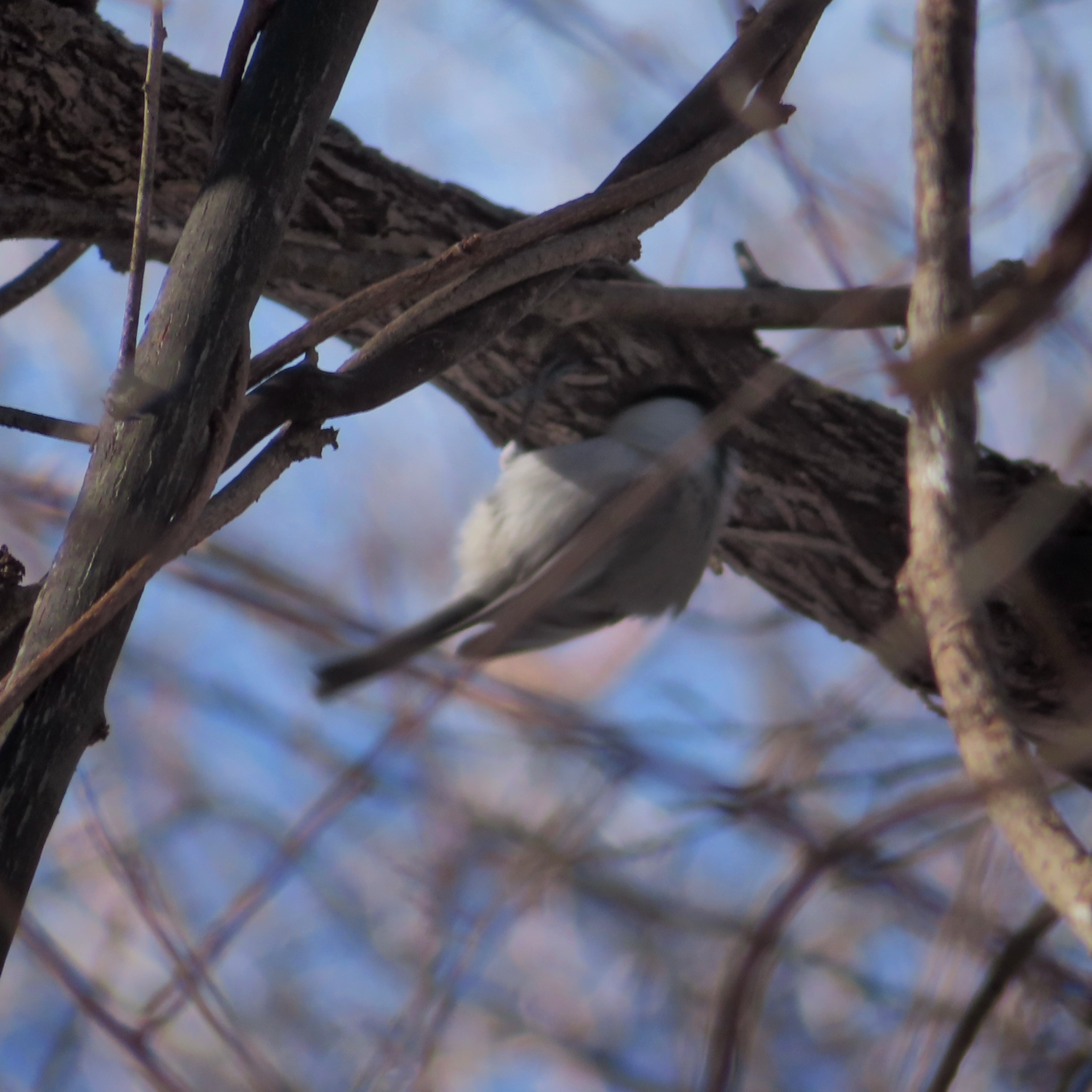 Willow Tit (Poecile montanus), photo 7