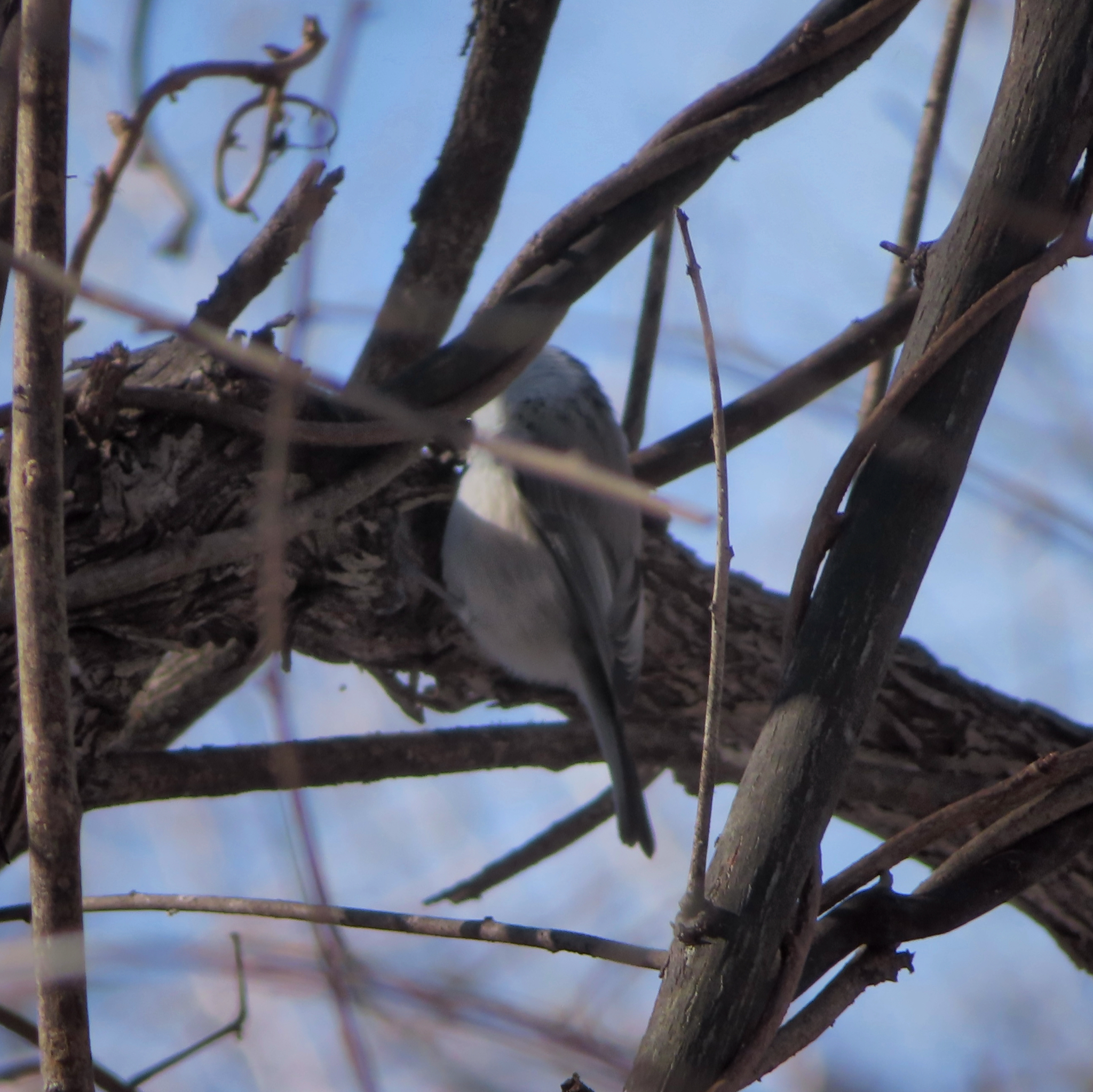 Willow Tit (Poecile montanus), photo 8