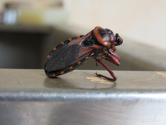 Brontostoma colossus