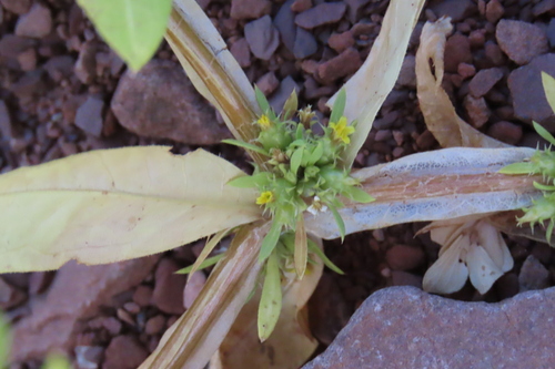 Wing Vomitdaisy (Geigeria alata)