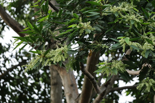 Terminalia brassii observed 2025-12-30