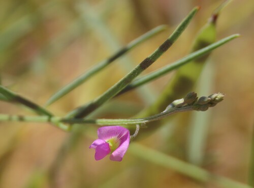 Namaqua Hoarypea (Tephrosia dregeana)
