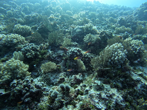 Cirrhilabrus lineatus observed 2025-12-02