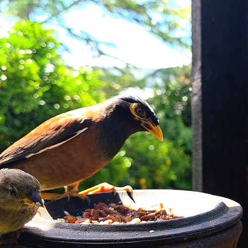 Common Myna (Acridotheres tristis), photo 5