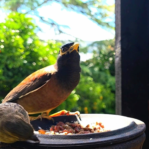 Common Myna (Acridotheres tristis), photo 6