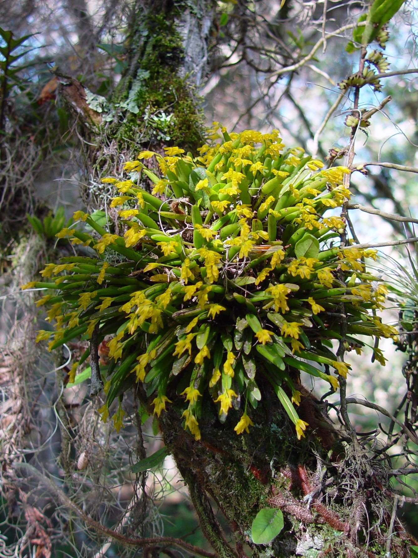 Acianthera sonderiana