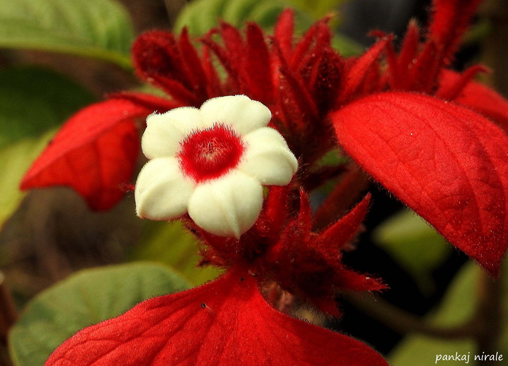 Mussaenda × rosea
