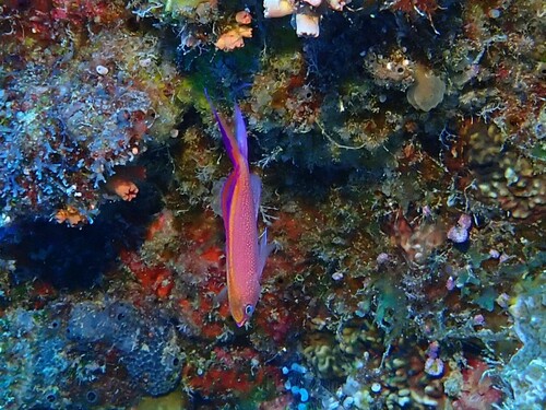 Princess anthias (Pseudanthias smithvanizi) — Serranidae — 4