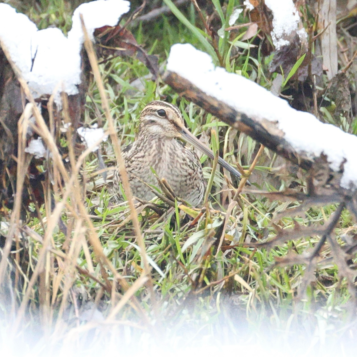 Common Snipe (Gallinago gallinago), photo 10
