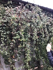 Lonicera sempervirens