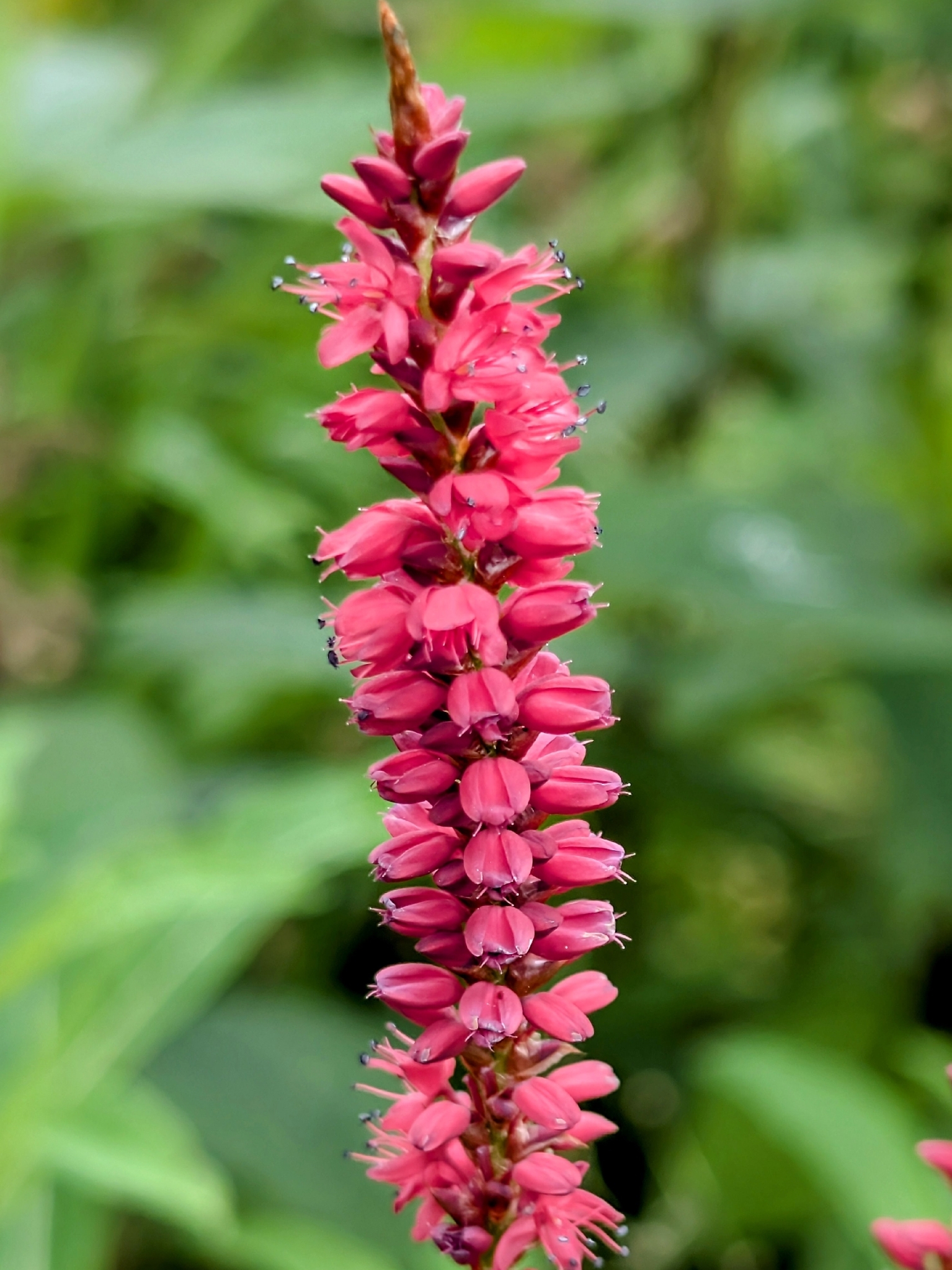 Bistorta Amplexicaulis (Bistorta amplexicaulis)