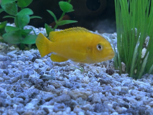 Saulosi (Pseudotropheus saulosi) — Cichlidae — 4