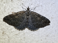 Helastia semisignata