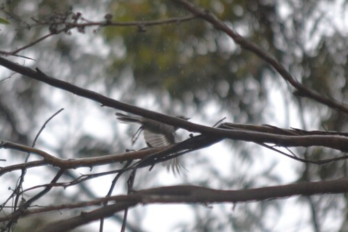 Scarlet Robin (Petroica boodang), photo 8