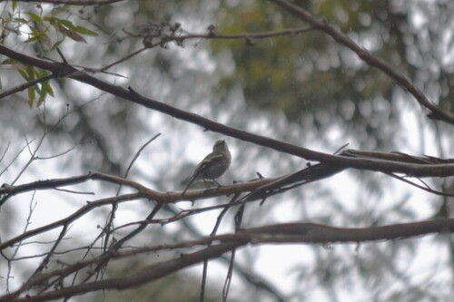 Scarlet Robin (Petroica boodang), photo 2
