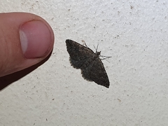 Helastia semisignata