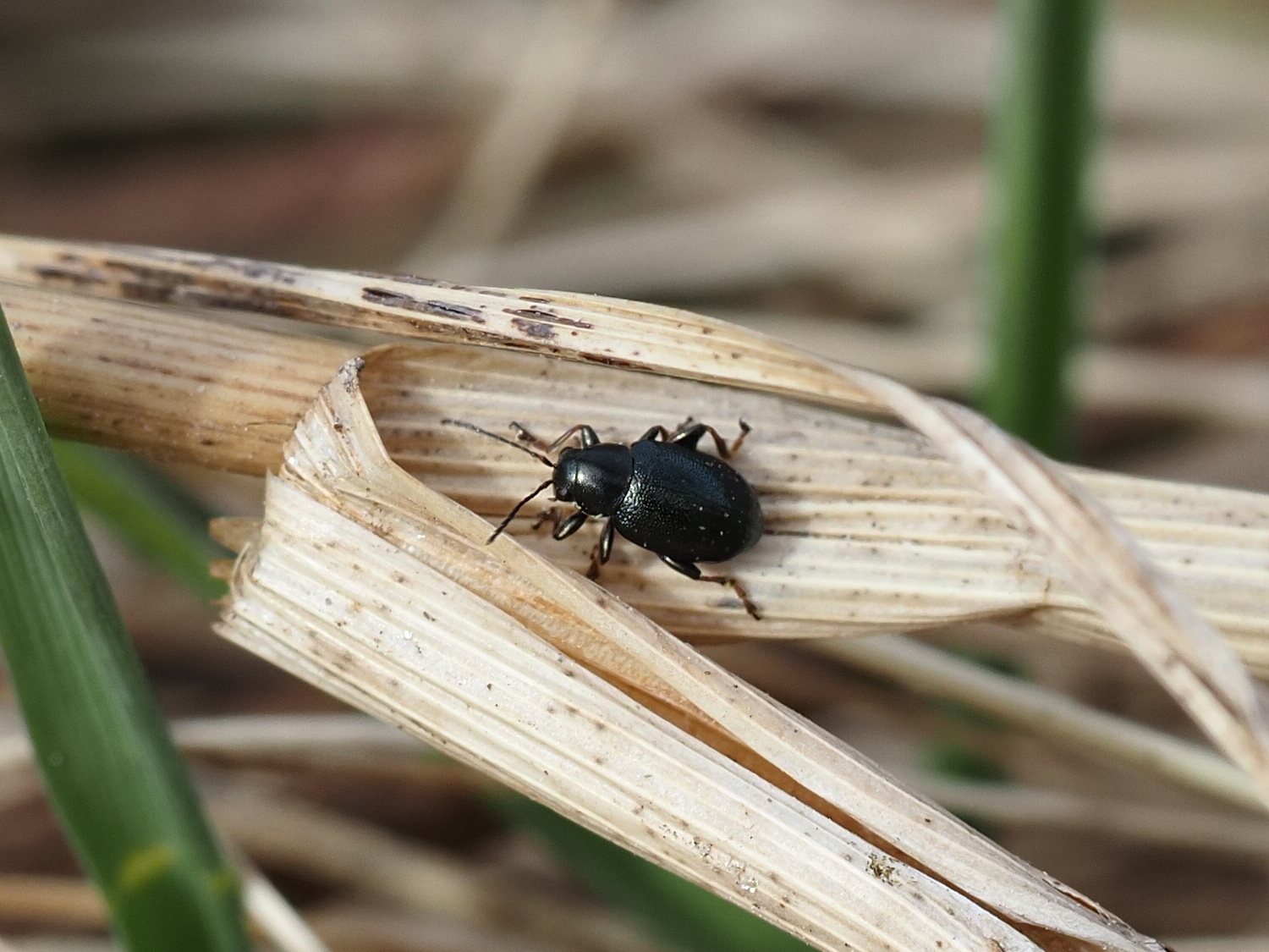 Chaetocnema mannerheimii