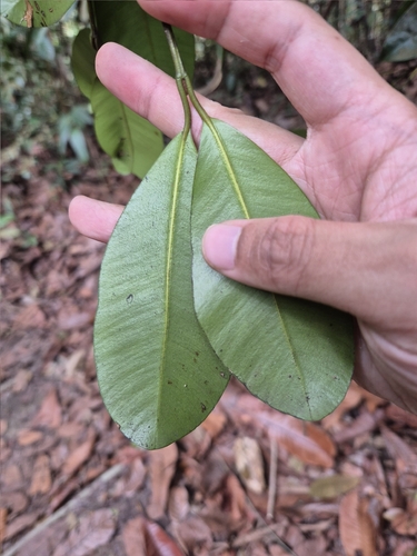 Calophyllum teysmannii observed 2025-12-10