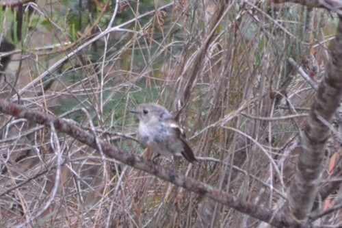 Flame Robin (Petroica phoenicea)