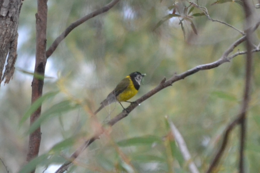 Australian Golden Whistler (Pachycephala pectoralis), photo 4