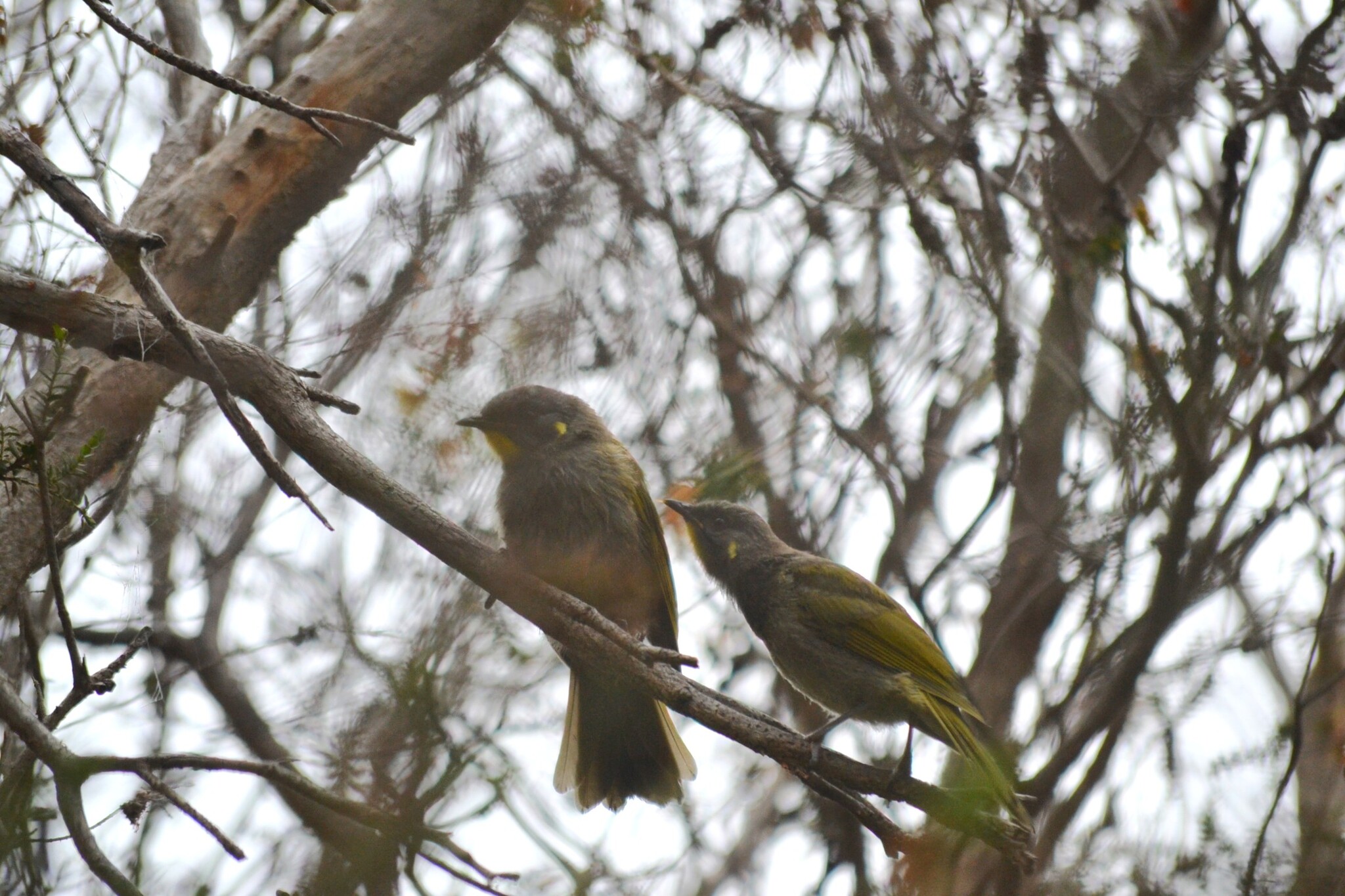 Yellow-throated Honeyeater (Nesoptilotis flavicollis), photo 1