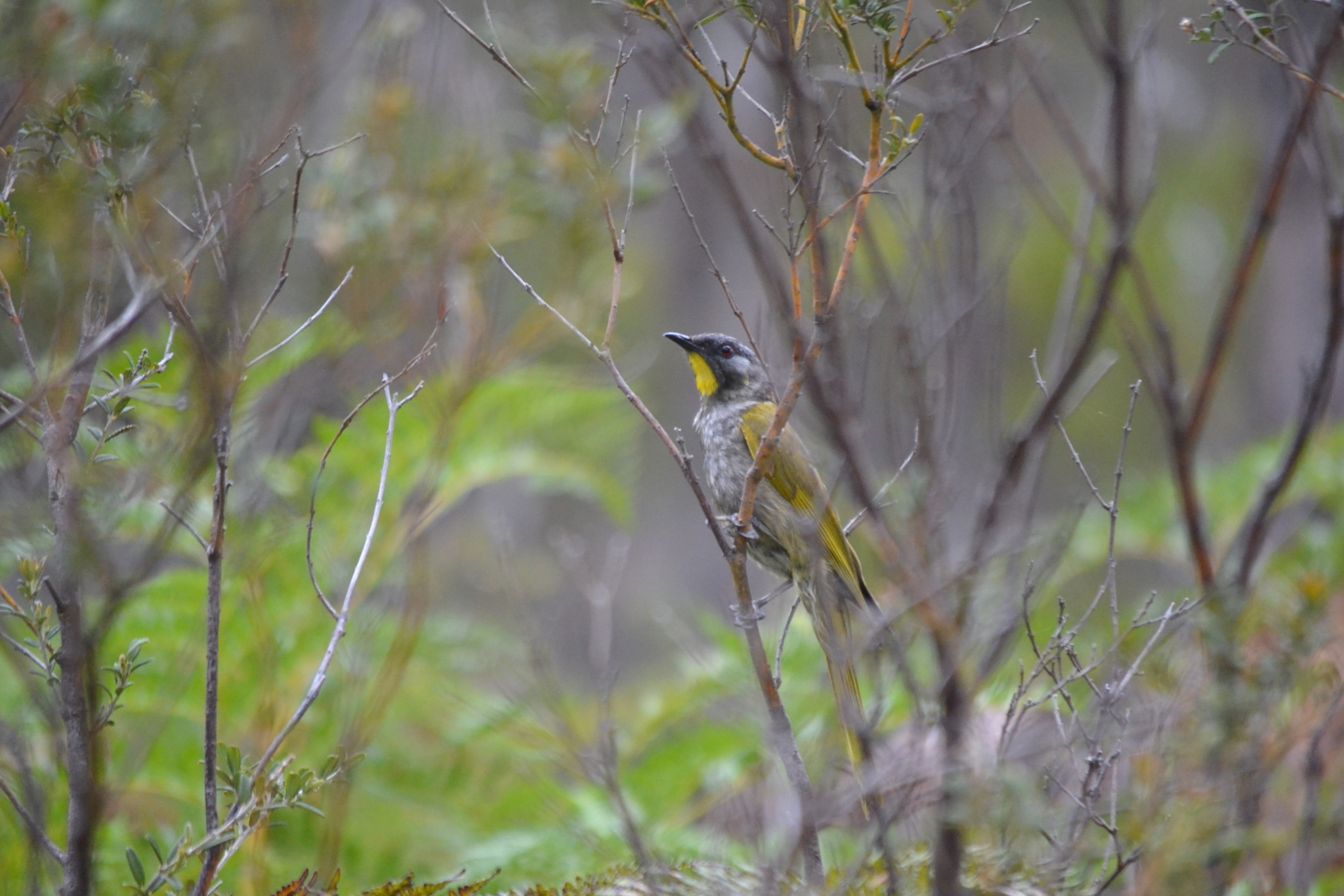 Yellow-throated Honeyeater (Nesoptilotis flavicollis), photo 2