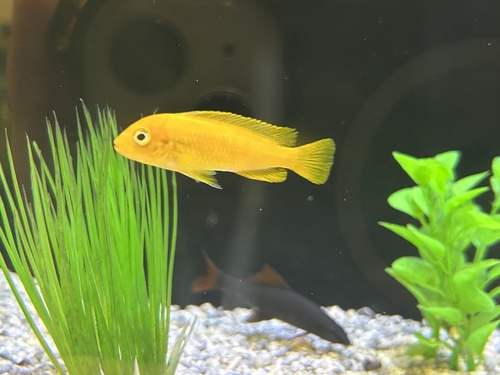 Saulosi (Pseudotropheus saulosi) — Cichlidae — 3