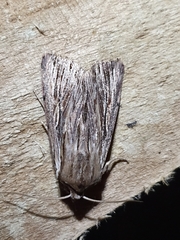 Persectania aversa