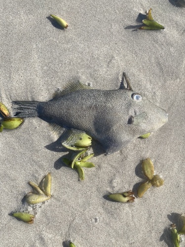 Rough leatherjacket (Scobinichthys granulatus) — Monacanthidae — 2