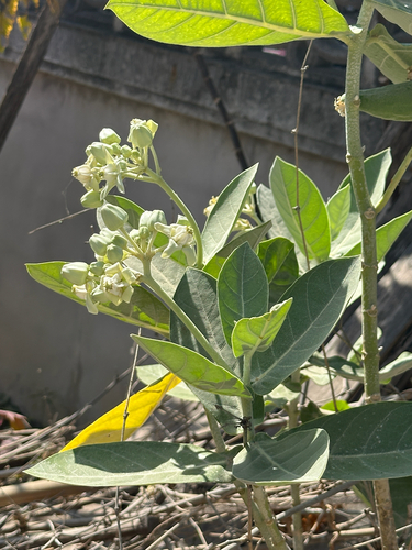 crown flower