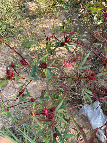 Sorrel