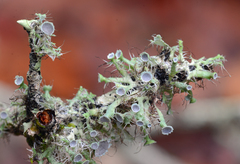 Heterodermia echinata