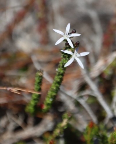 Fine Capebell (Wahlenbergia tenella)
