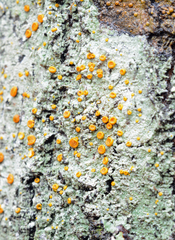 Brigantiaea leucoxantha