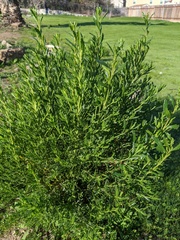 Baccharis sarothroides × pilularis