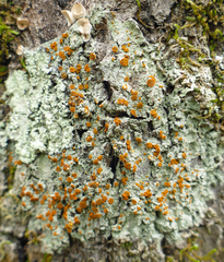 Brigantiaea leucoxantha