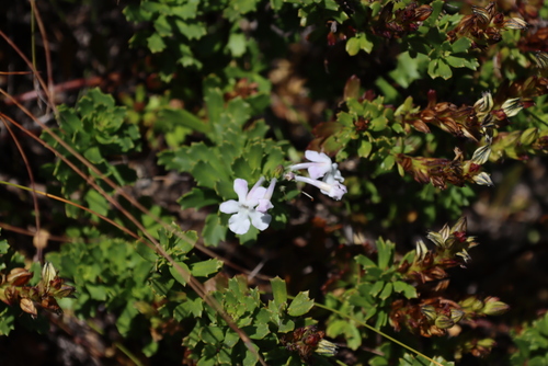 Chascanum cernuum, photograph 1