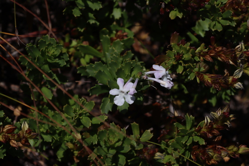Lime Trumpets (Chascanum cernuum)