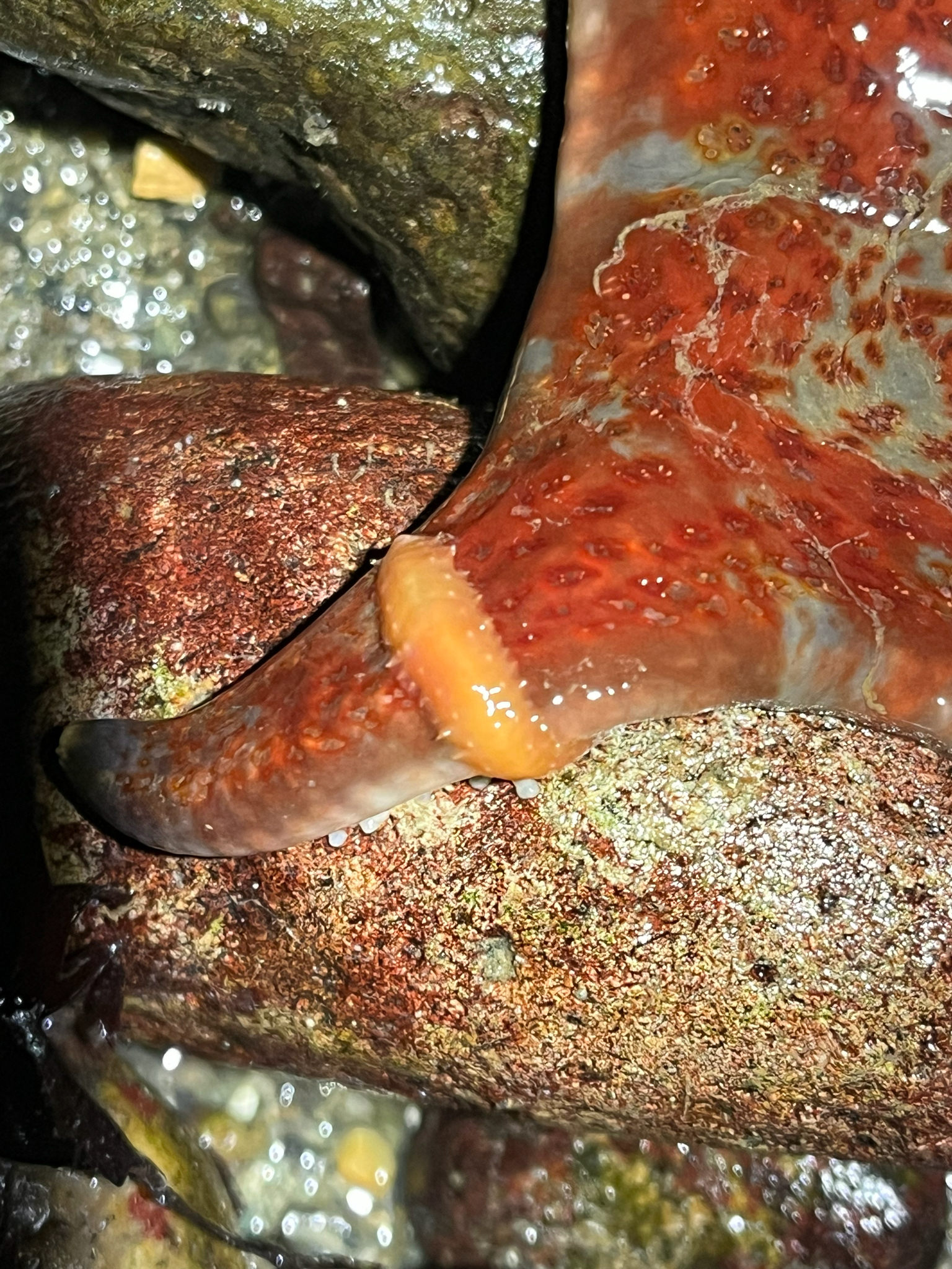 Arctonoe pulchra (Johnson, 1897)