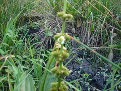 Echinodorus subalatus