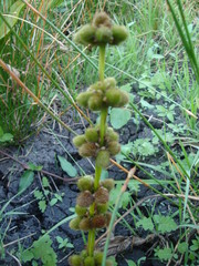 Echinodorus subalatus