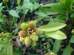 Echinodorus subalatus