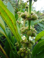 Echinodorus subalatus