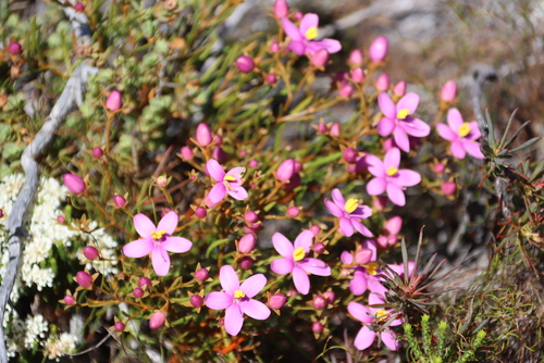 Chironia linoides, photograph 5
