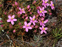 Chironia linoides, photograph (c) Tony Rebelo, some rights reserved (CC BY-SA)