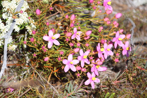 Cape Chiron (Chironia linoides)