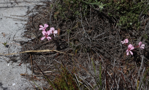 Sand Storksbill (Pelargonium psammophilum)