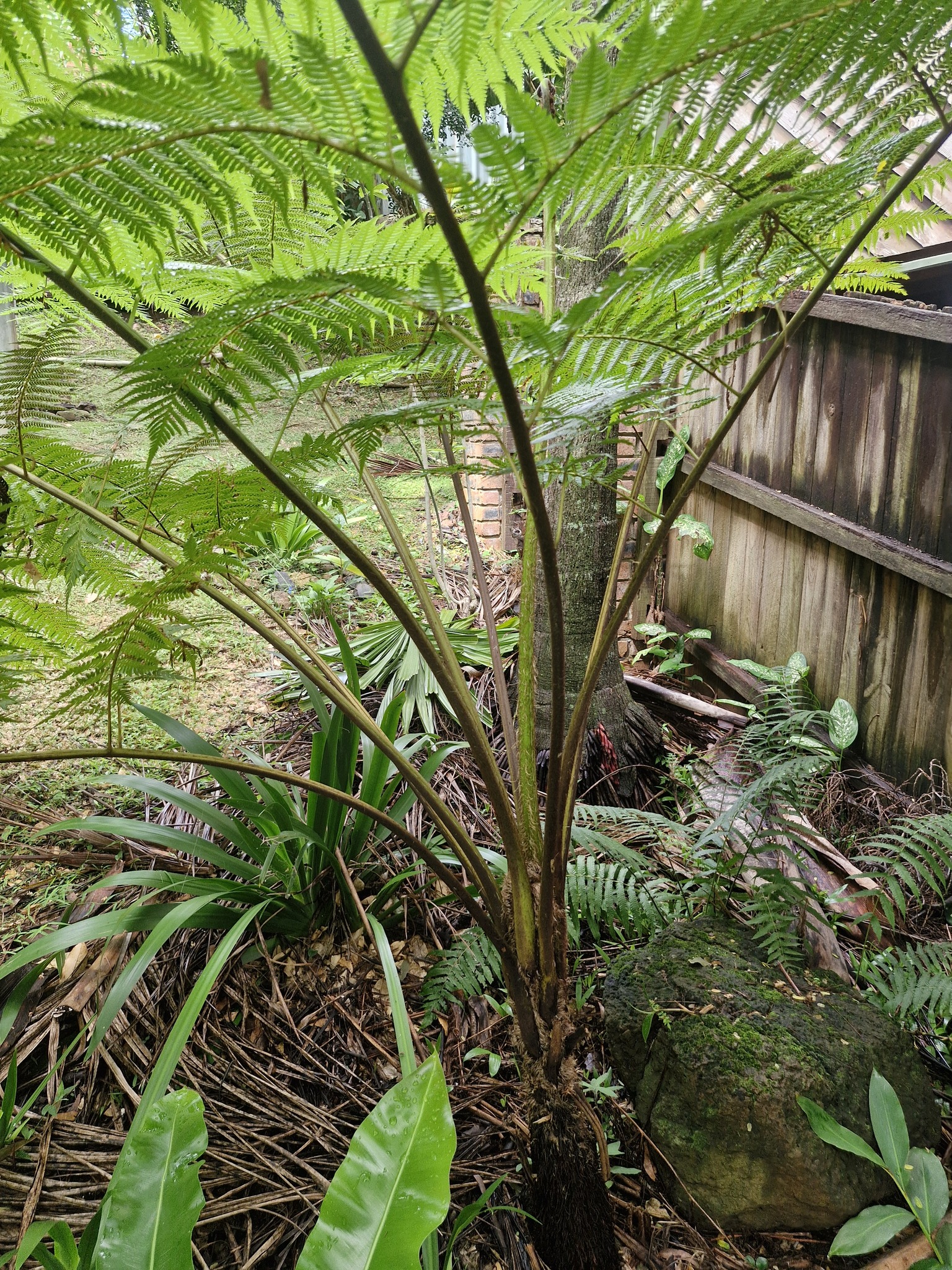 Australian tree fern